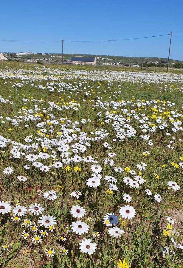 Aintree Farm Cottage Langebaan Ngoại thất bức ảnh